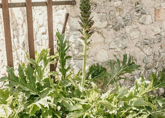 Le Bas Chateau Provence Luberon Villa